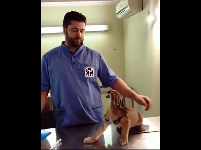 Vet Pokes a Fierce Feline with a Needle