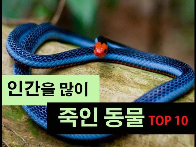 (랭킹박스) 사람을 가장 많이 죽이는 동물 TOP10