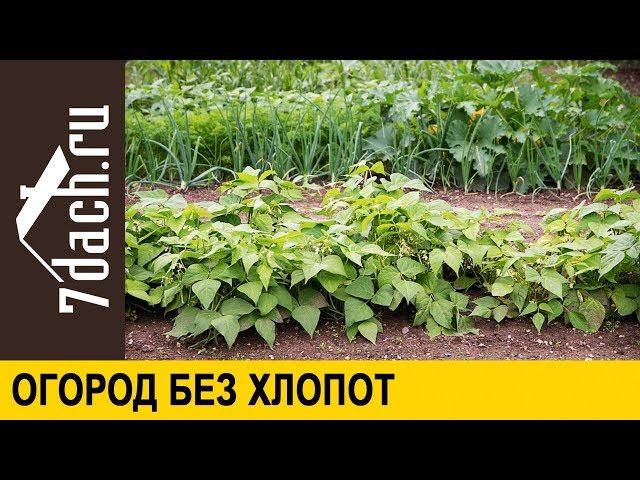 ‍ Огород без хлопот. Как сделать растения сильными - 7 дач