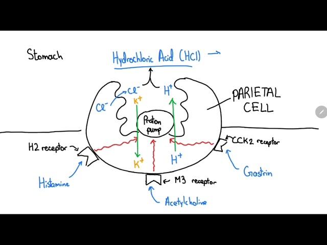 Proton Pump Inhibitors Explained in 4 Minutes