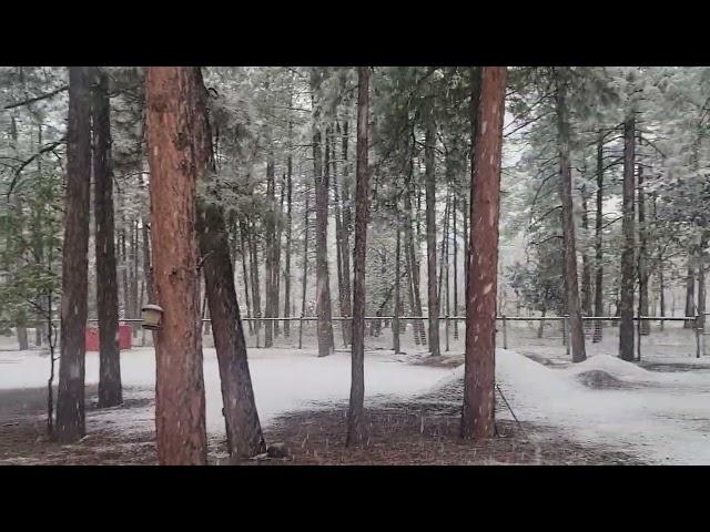 ️ The First Snow of the Season in Pinetop-Lakeside ️| Arizona Urban Farms in Lakeside, AZ