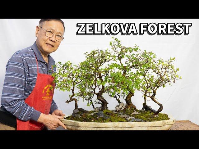 How to create a Chinese Elm (Zelkova Schneideriana) forest grove Bonsai, Penjing style!