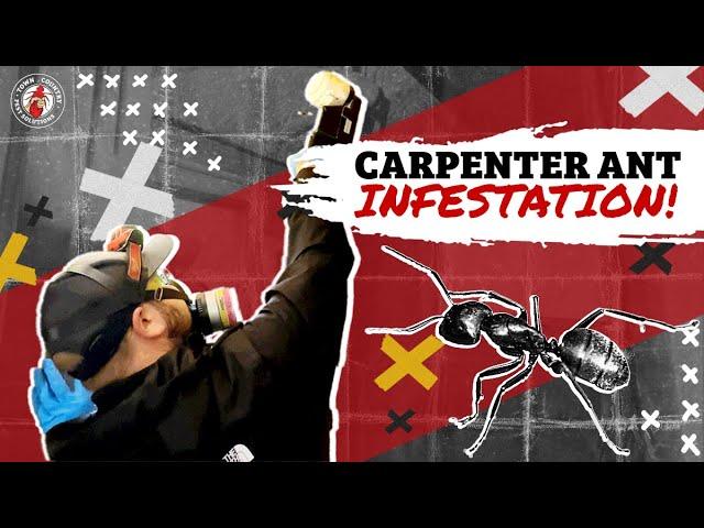 Carpenter Ants Take Over! | Around Town