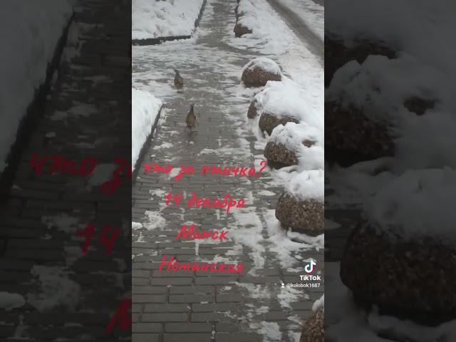 что за мистика? птички не велички)