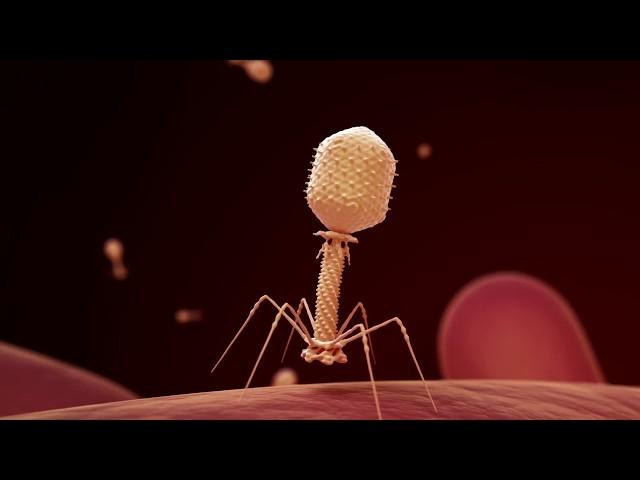 Fighting Infection with Phages