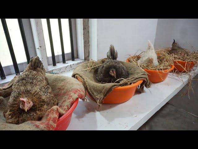 Natural Hatching of Eggs with the help of Four Broody hen at Different Time