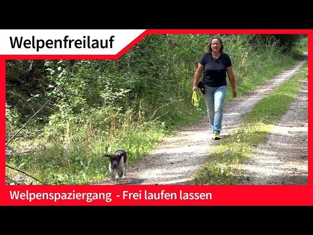 Welpenfreilauf ► Welpen ohne Leine frei laufen lassen ► Hundefreilauf