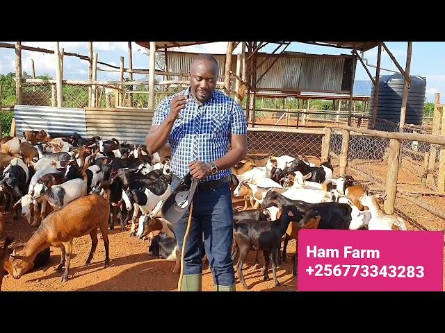 How to be successful in goat farming by hamiisi semanda  +256773343283