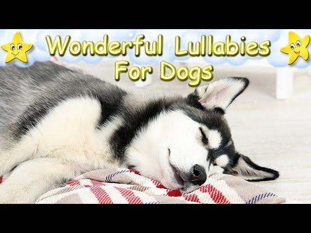 Soothing Relaxing Sleep Music For Husky Puppies  Calm Relax Your Dog  Lullaby For Dogs Dog Music