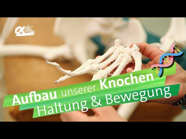 Knochen - Haltung und Bewegung | alpha Lernen erklärt Biologie