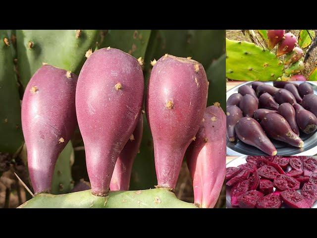 Cactus Fruit | नागफनी | How to Pick And Eat Cactus Fruit |Prickly Pears |Chef Ashok