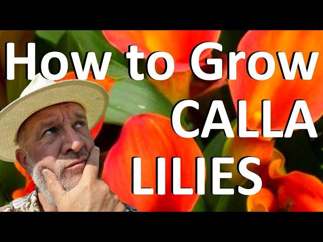 Tropical Gardens UK: How to Plant and Grow Calla Lilies