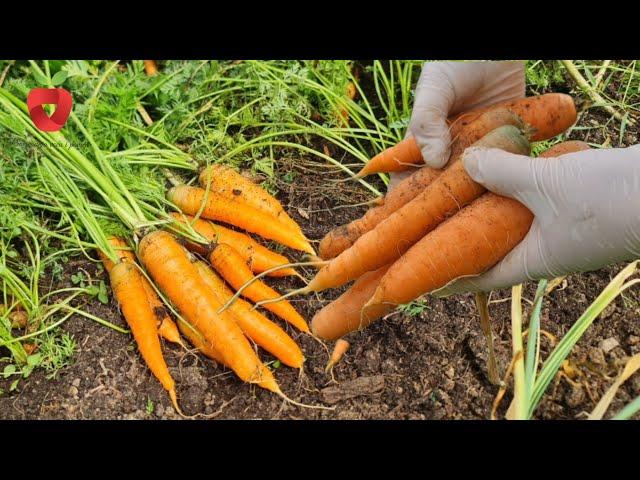 Sowing carrots in November for an early and plentiful harvest in spring!