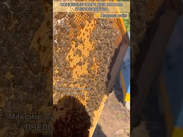 Покупка пчёл! Развитие пчеловодства для Новичков!