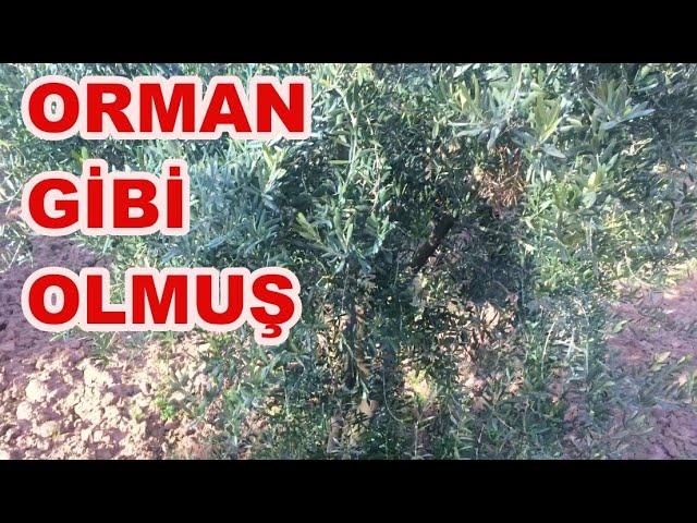Zeytin Budama Eğitimi II Budama 2023