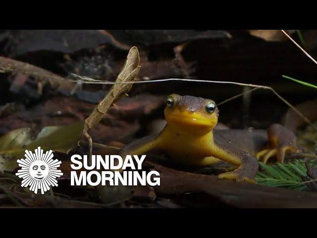 Nature: Newts