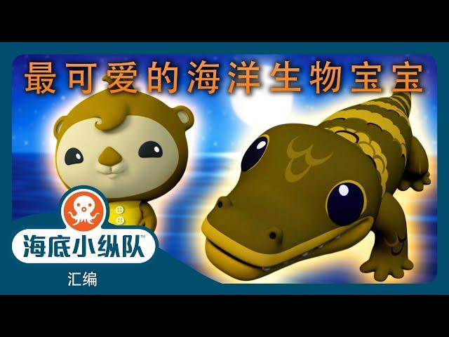 海底小纵队 -  最可爱的海洋生物宝宝  | 汇编 | 集完整版