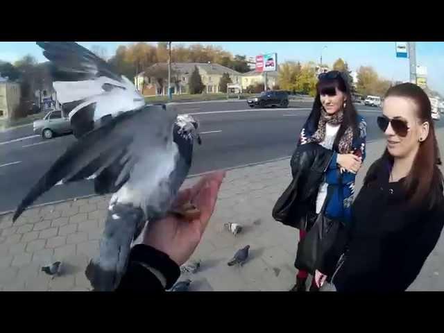 Кормим голубяшек)