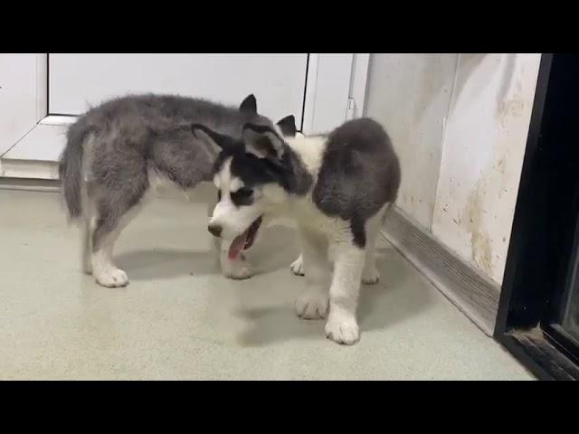 Blind Husky Puppy Brothers Have Never Seen Each Other