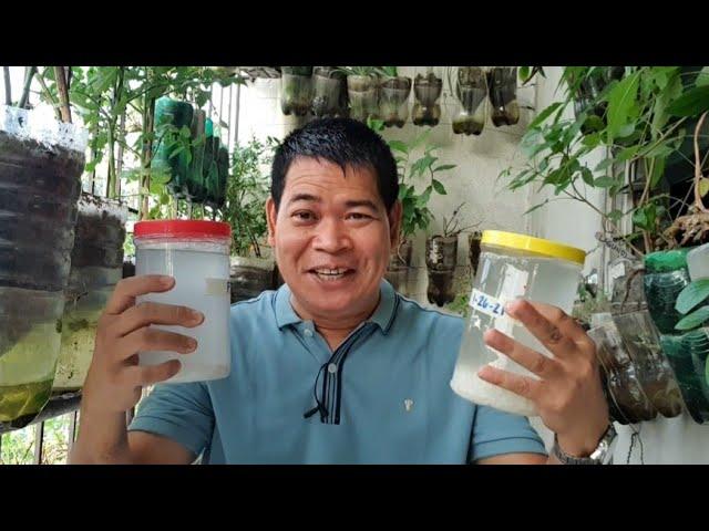 PAGGAWA NG NATURAL PESTICIDE AT FERTILIZER MULA SA KANIN (with ENG subs)