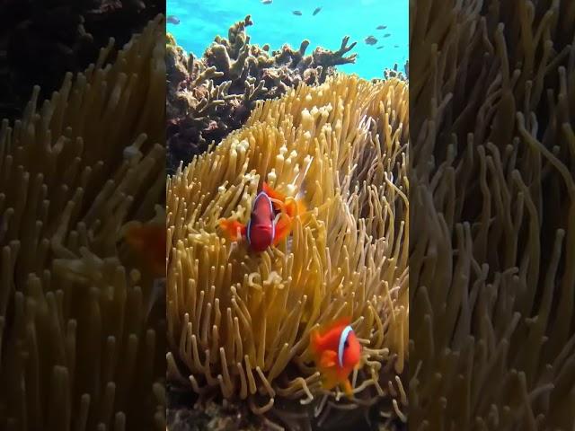 Ocelaris Tomato belíssimo  #ocean #pacificocean #reef