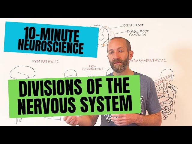 10-Minute Neuroscience: Divisions of the Nervous System