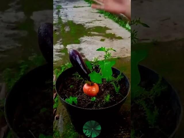 How to Graft an Apple and Eggplant Hybrid Tree | My Garden