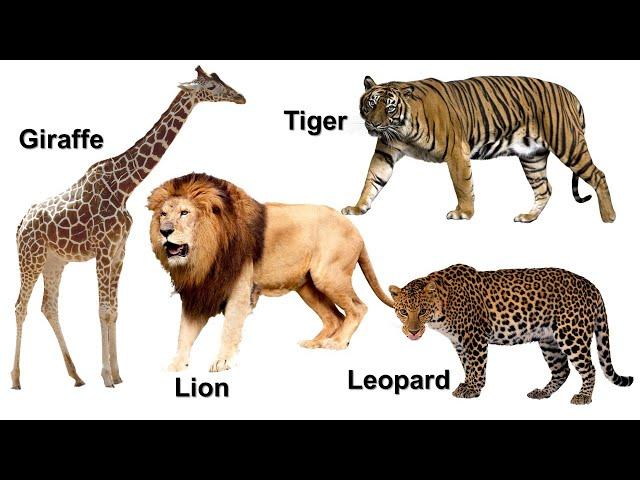 WILD ANIMALS | Learn Wild Animals Names For Children, Kids And Toddlers | Fabelle Kids