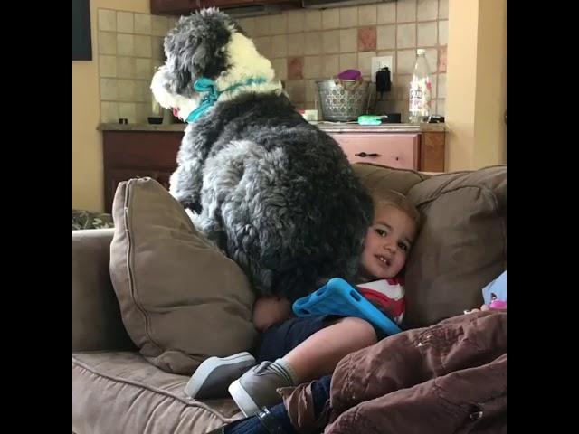 Dog sat on child. | LadDog