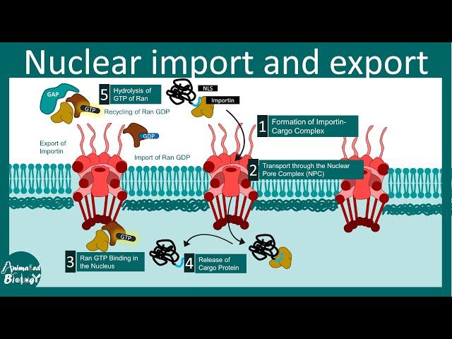 Nuclear import and export | Nuclear Pore complex | How proteins are moved in or out the nucleus?