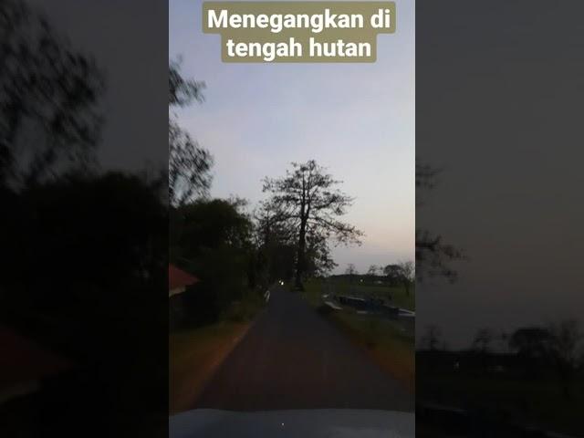 menegangkan!!! sepi di tengah hutan