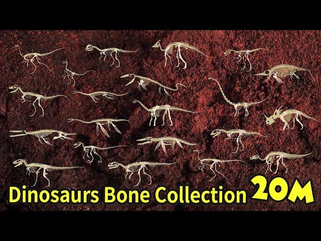 Study dinosaur bone fossils | dinosaur bone collection | What did the dinosaurs eat? | 공룡의 뼈 화석 모음집2