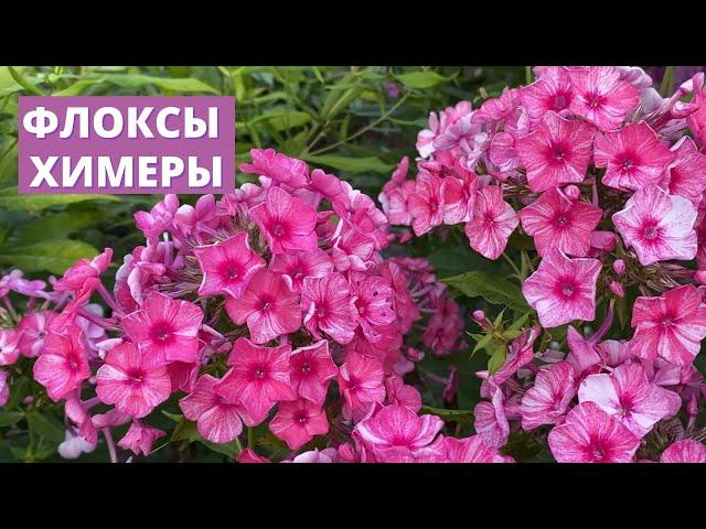 Флоксы с нетрадиционной окраской, флоксы химеры