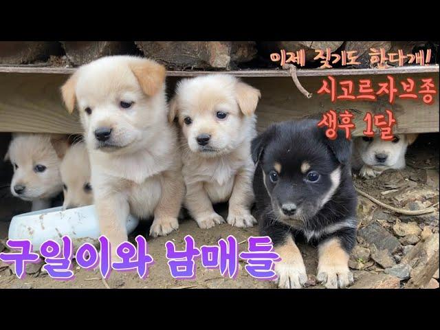 드디어 짖기 시작한 시고르자브종 구일이 / 피곤한 엄마개의 육아 / 7남매 시골개 / 구일이와 남매들 / 생후 1개월