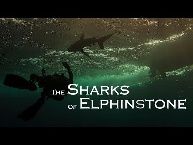 The Sharks of Elphinstone – Diving Red Sea 2017