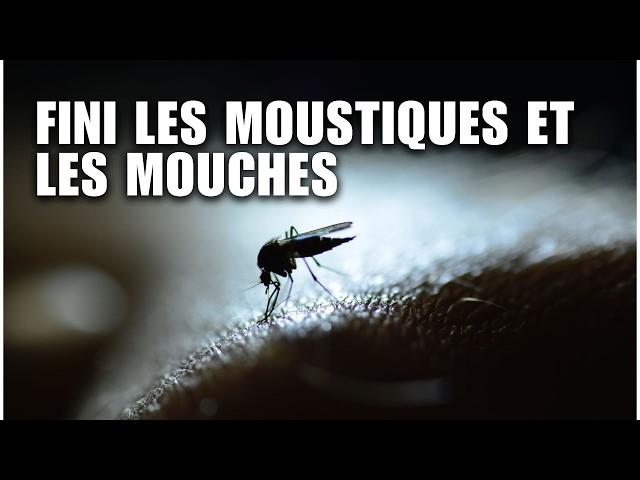 Comment se débarrasser des mouches et des moustiques : Solutions maison infaillibles