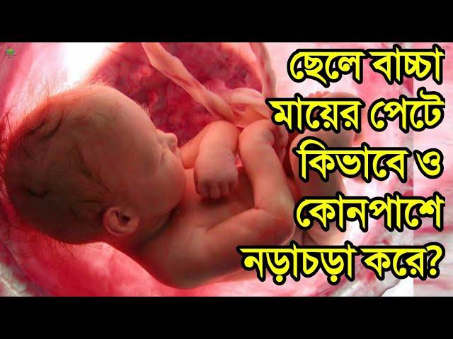 ছেলে শিশু মায়ের পেটে কিভাবে ও কোন পাশে নড়াচড়া করে? || ছেলে বাচ্চা পেটে থাকলে পেটে কেমন যন্ত্রণা হয়?