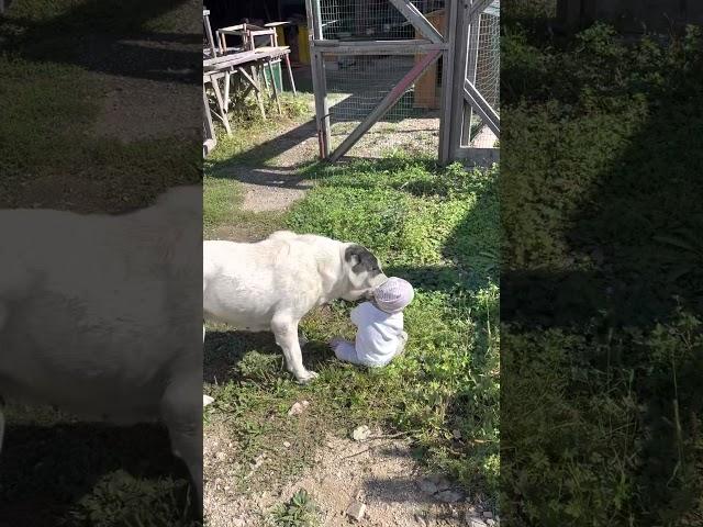 Алабай и дети!Стоит ли бояться !