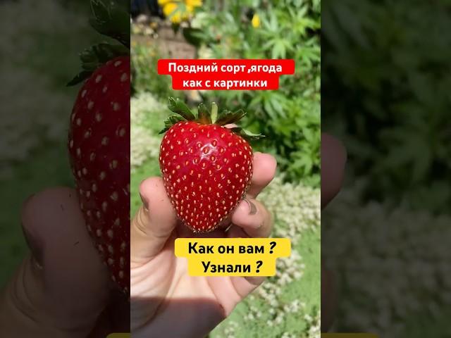 Поздний сорт клубники,который выглядит как будто бы с картинки #клубника #дача #огород #лучшиесорта