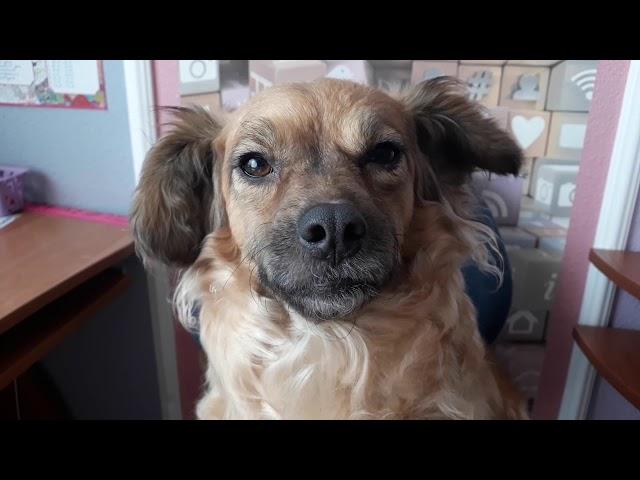 ч9 Sally Face! Придумала 5эп! (чит.описание)