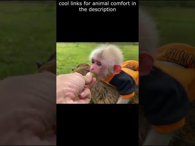 Top  Funny animals videos - Try Not To Laugh  - 69 #Shorts