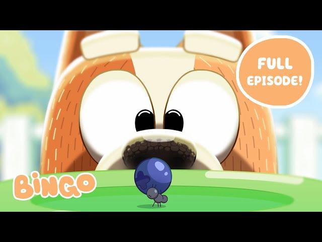 Bingo  FULL EPISODE | Bluey Series 2 | Bingo - Official Channel