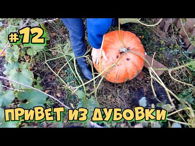 Тыква - Привет из Дубовки #12