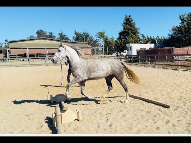 Gaited Horse Canter - Tennessee Walking Horse Learning to Canter - Sara -Gaited Horse Training