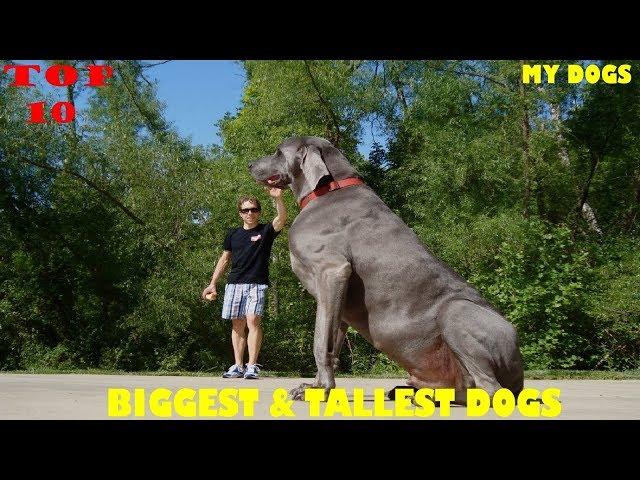 Top 10 Biggest & Tallest Dogs In The World