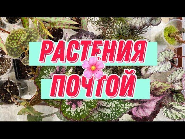 КОМНАТНЫЕ РАСТЕНИЯ ПОЧТОЙ/КАК ЗАКАЗАТЬ?