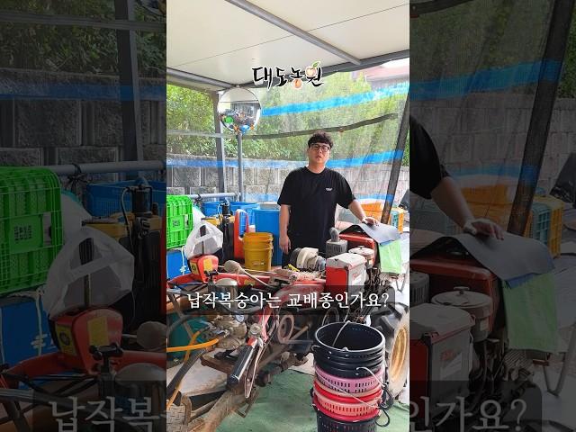 대도농원의 프랑스종 납작복숭아는 교배종인가요? 