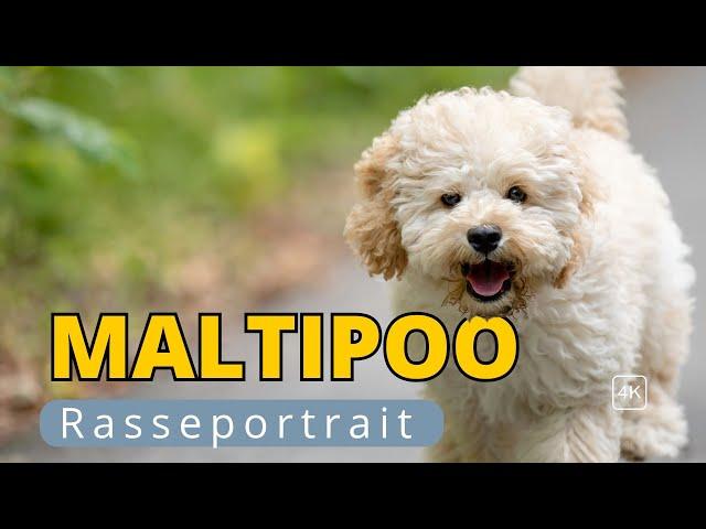 Maltipoo – alles über die allergikerfreundliche Hunderasse