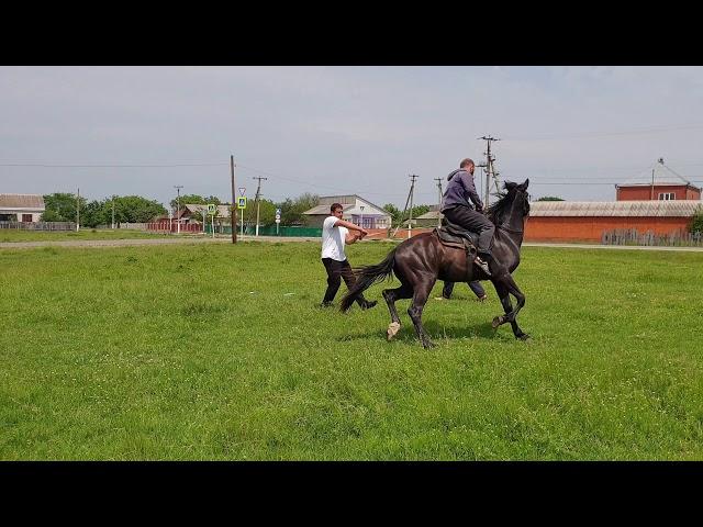 Заездка молодого Кабардинского жеребца. Аул Егерухай.