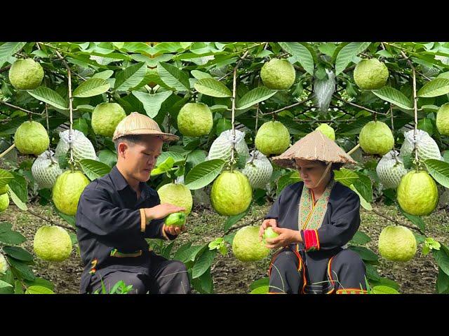 Dwarf family harvesting guava goes to market sell & Buy some more stuff | Harvesting Primitive